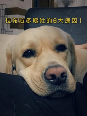 拉布拉多犬老吐怎么回事