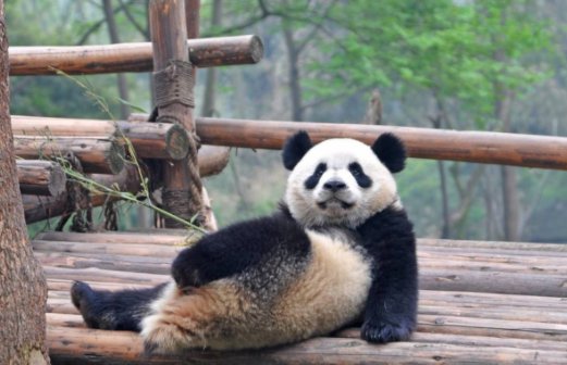 成都熊猫基地可以抱熊猫吗 熊猫基地几点去比较好