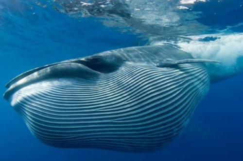 鳁鲸:一种能长到20米的须鲸鲸类中速度最快的物种