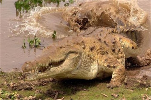 奥利诺科鳄 寿命很长的淡水鳄南美洲专有