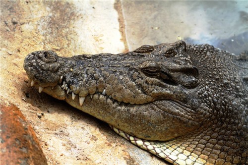 奥利诺科鳄 寿命很长的淡水鳄南美洲专有
