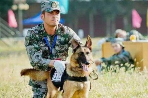 军犬是怎么训练出来的 四种训练军犬的方式保证令行禁止