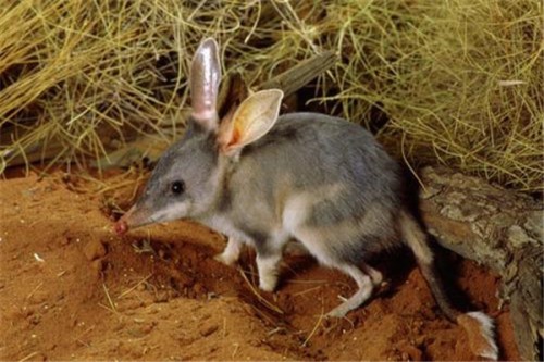 小兔形袋狸 在澳大利亚沙漠中生活1932年被宣布灭绝