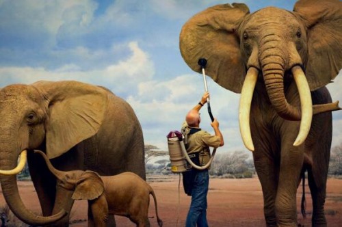 大象为什么会有大耳朵 通过耳朵进行散热生存进化的结果
