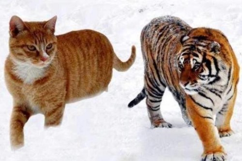 老虎会把猫当小老虎吗?两者见面时会发生什么呢