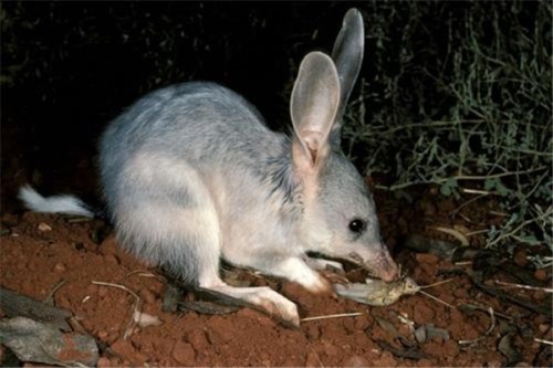 小兔形袋狸 在澳大利亚沙漠中生活1932年被宣布灭绝