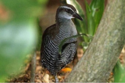 关岛秧鸡 不会飞行鸟类 长仅30厘米1986年野外灭绝