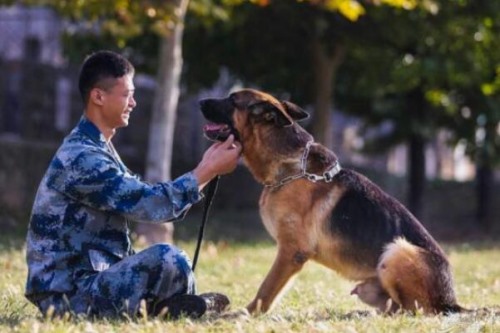 军犬是怎么训练出来的 四种训练军犬的方式保证令行禁止
