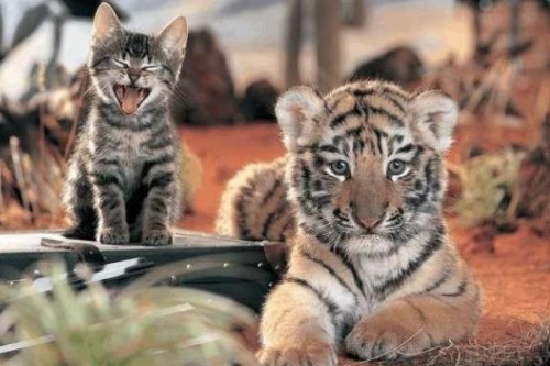 老虎会把猫当小老虎吗?两者见面时会发生什么呢