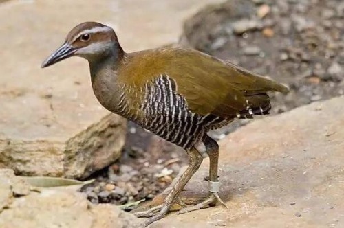 关岛秧鸡 不会飞行鸟类 长仅30厘米1986年野外灭绝