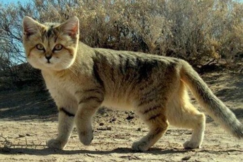 沙丘猫为什么不能养?是濒危物种不允许私人饲养